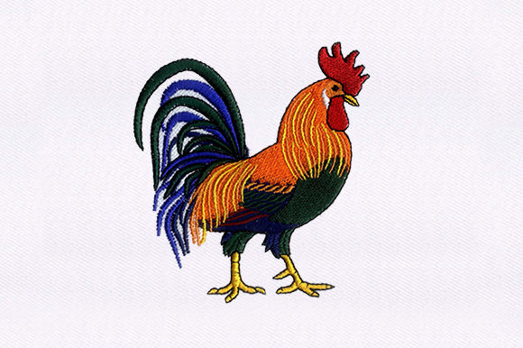 Brahma Chicken: A Designer’s Review for Boutique Apparel